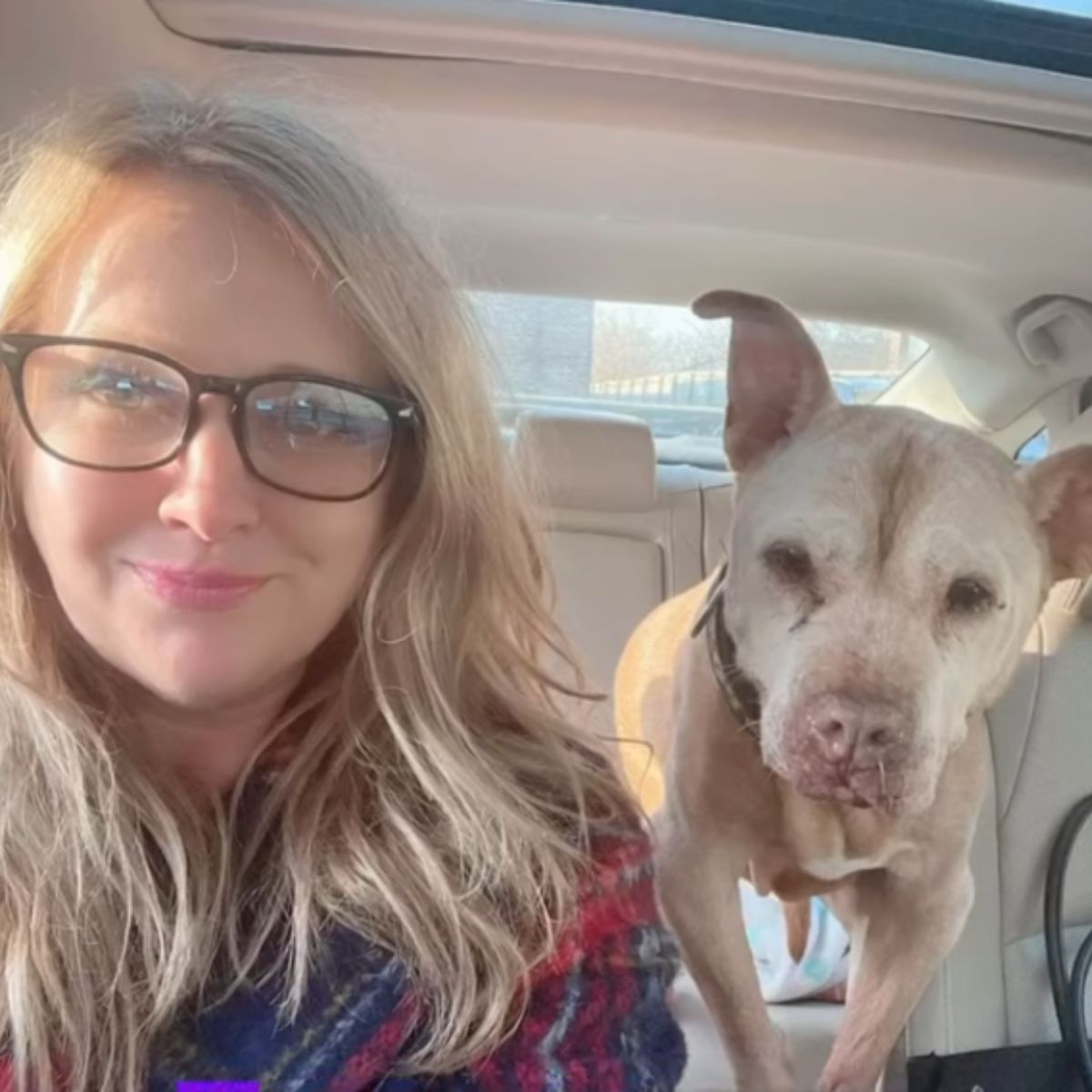woman and a dog in the car