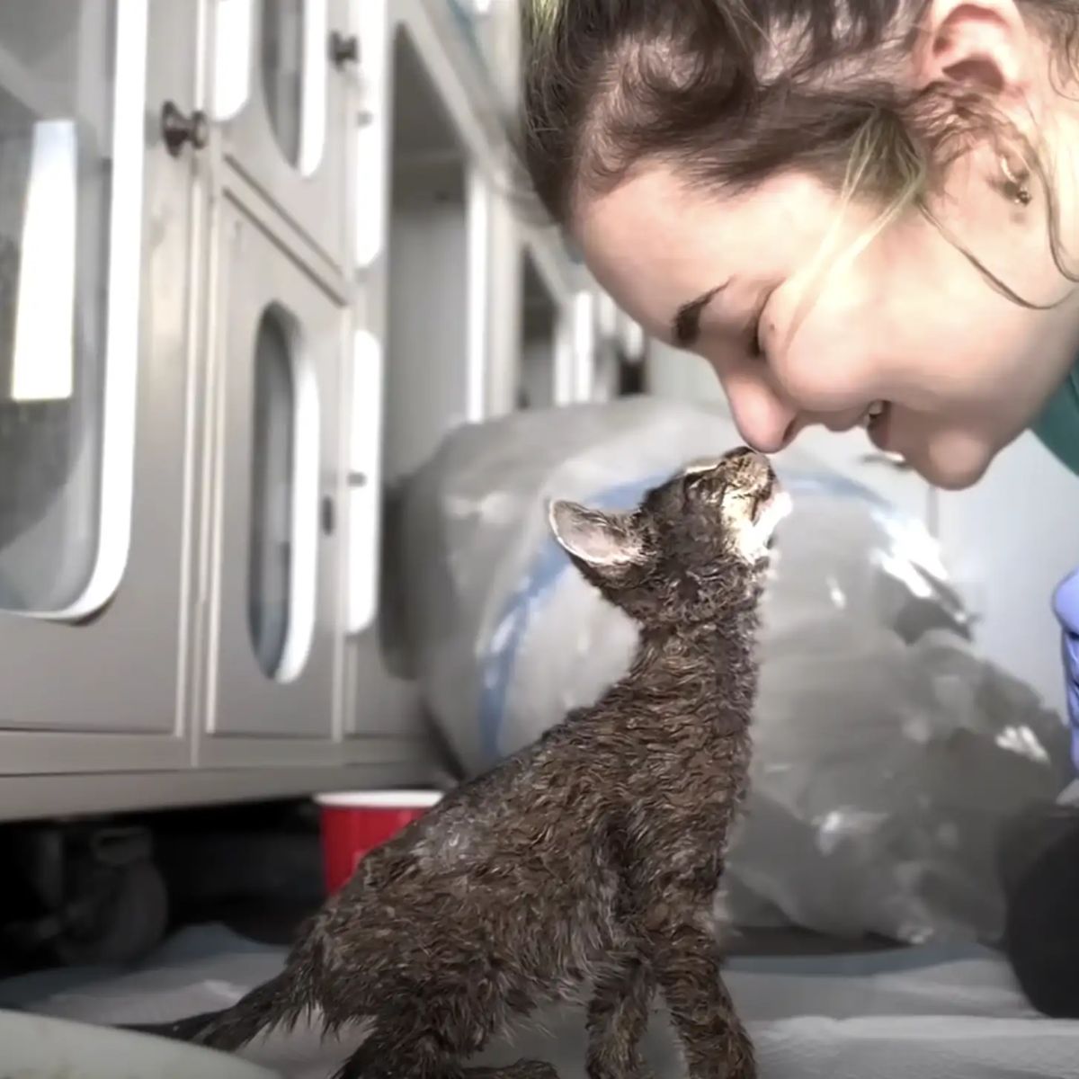 woman and cat touching noses