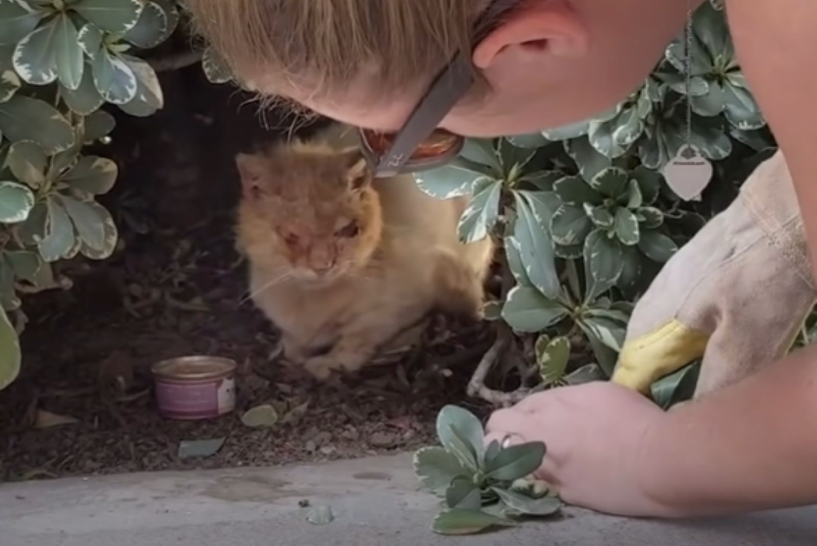 woman came to rescue cat in bushes