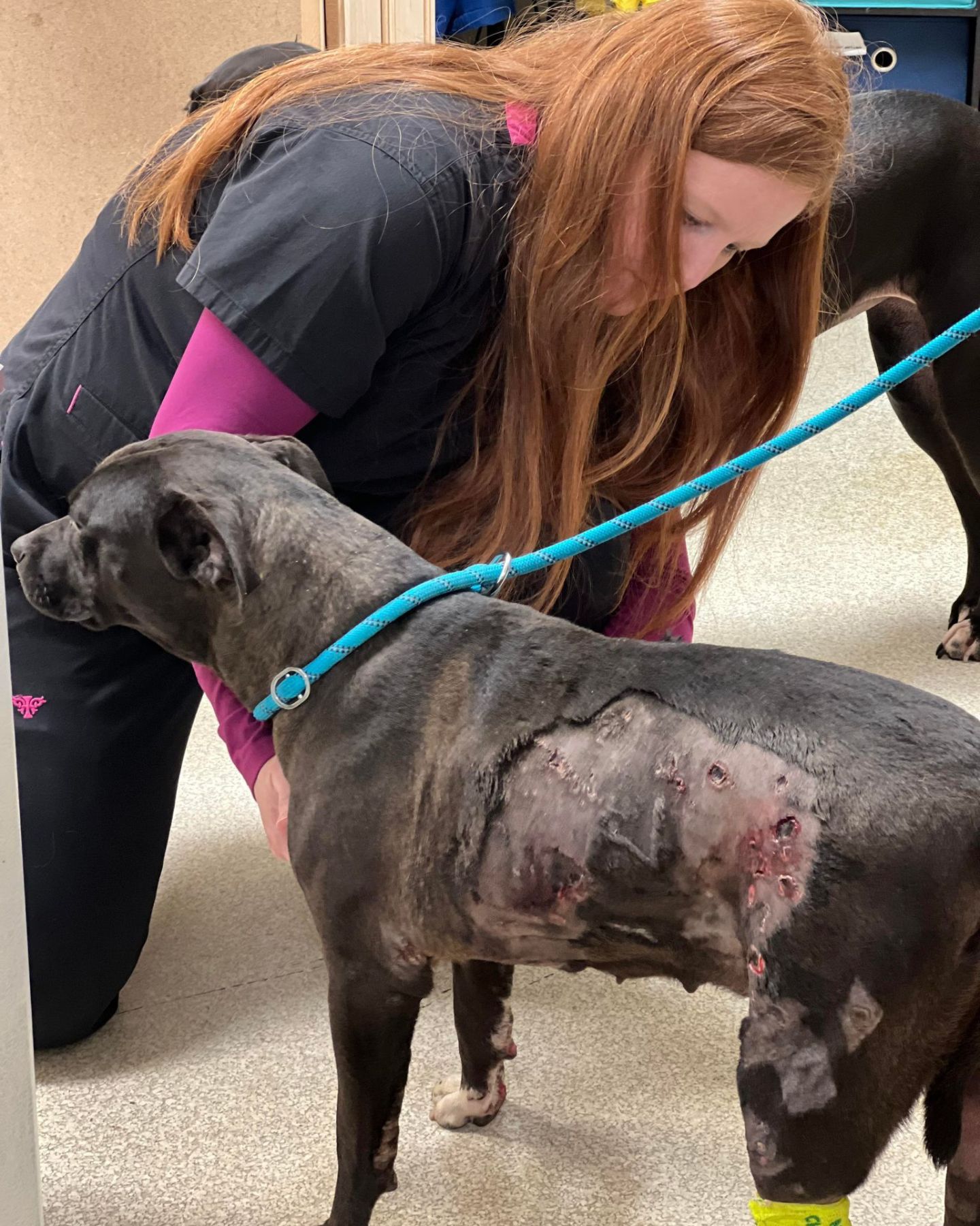 woman checking out the dog