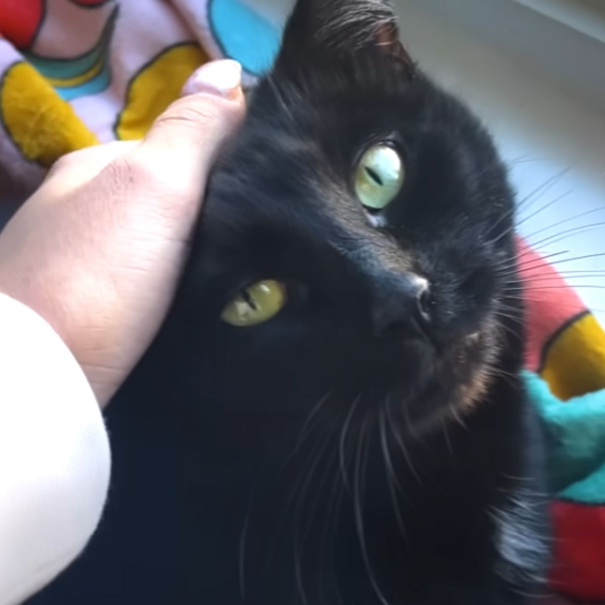 woman cuddles a cat's head