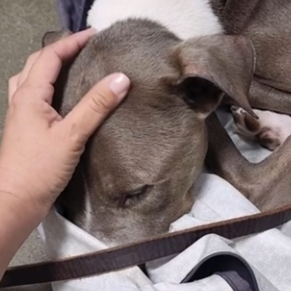 woman cuddles the dog's head
