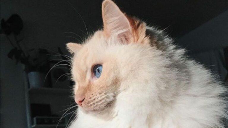 Idaho Woman Decides To Set Up A Camera To Watch Her Cat, What She Sees Leaves Her In Tears