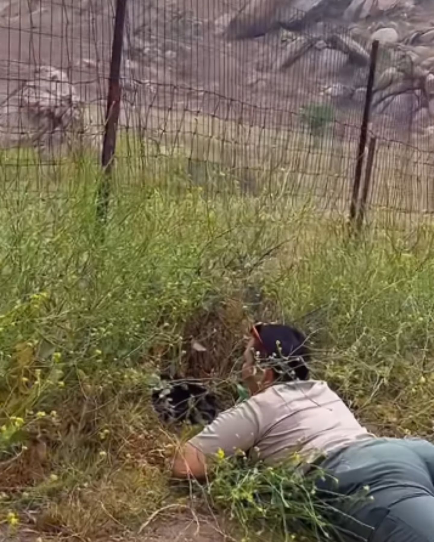woman finds a cat in the tall grass