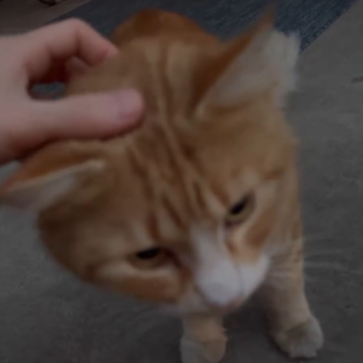 woman is petting a fluffy orange cat