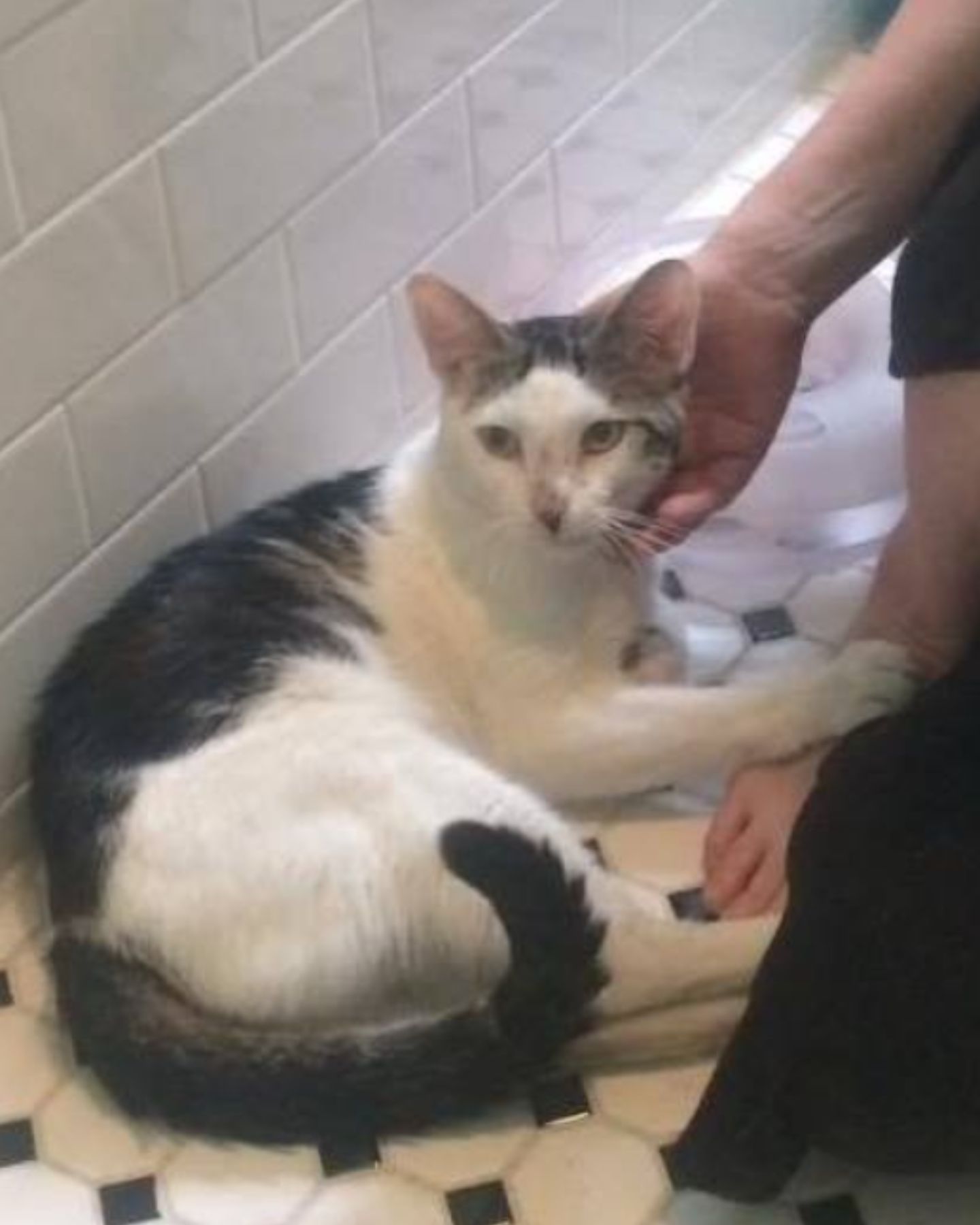 woman petting a cat