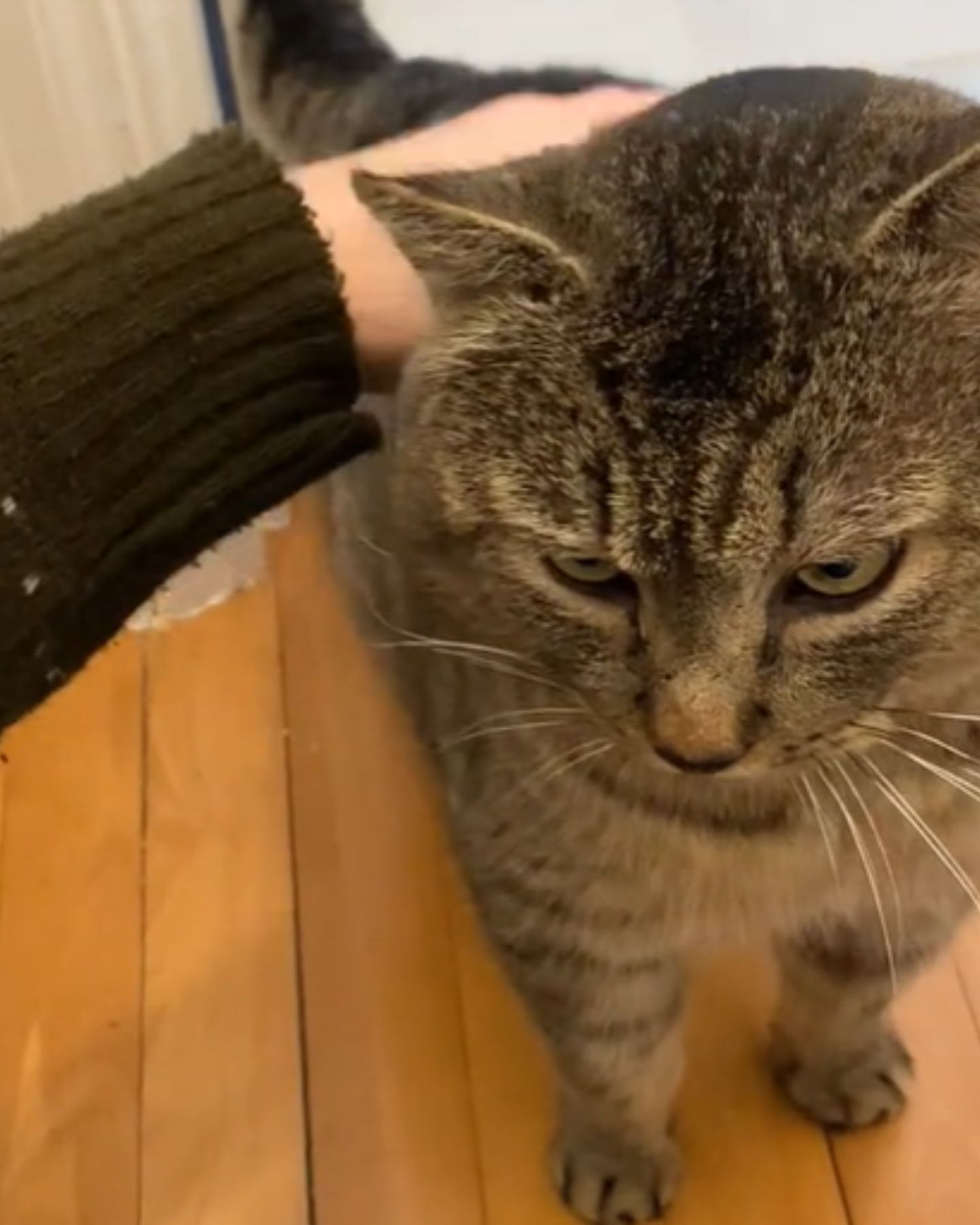woman petting senior cat
