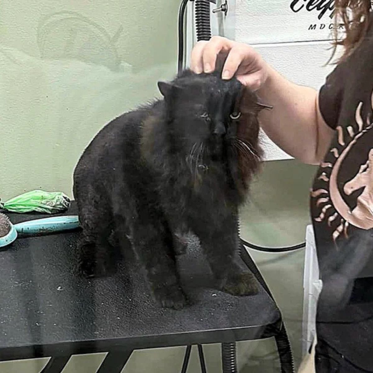 woman strokes a neglected cat's head