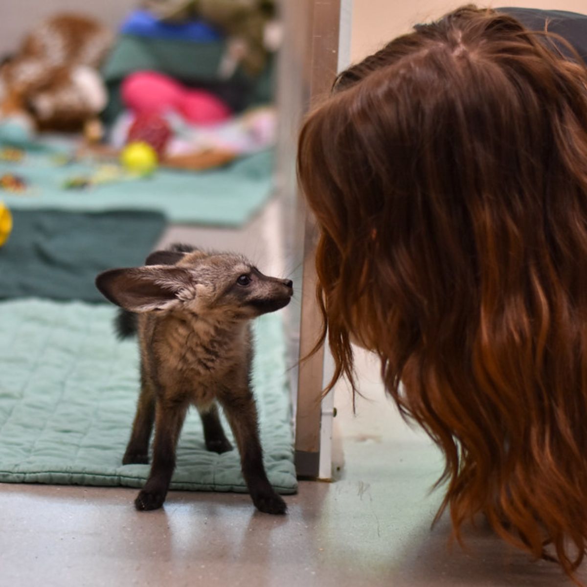 woman with Puppy With Giant Ears