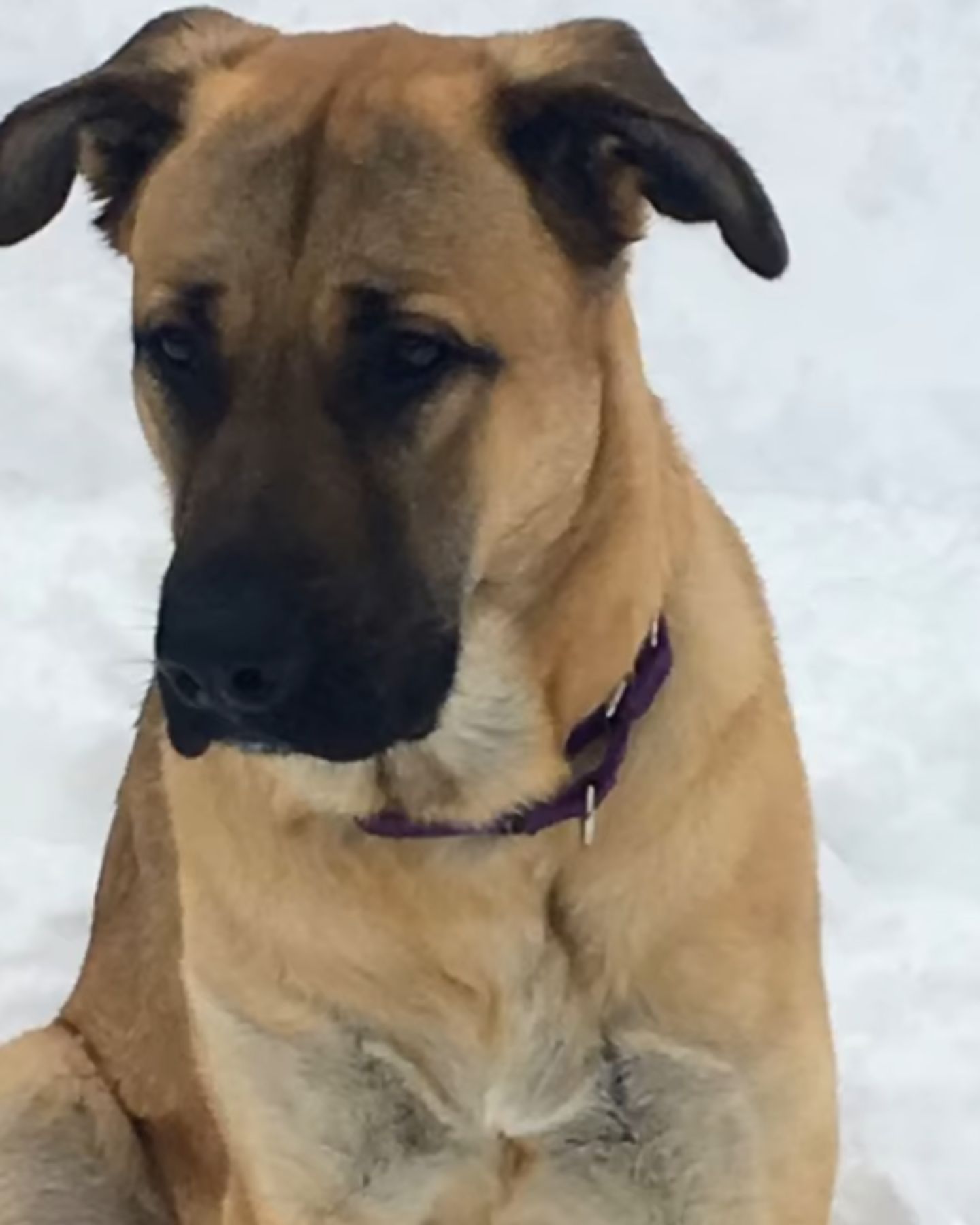 worried dog