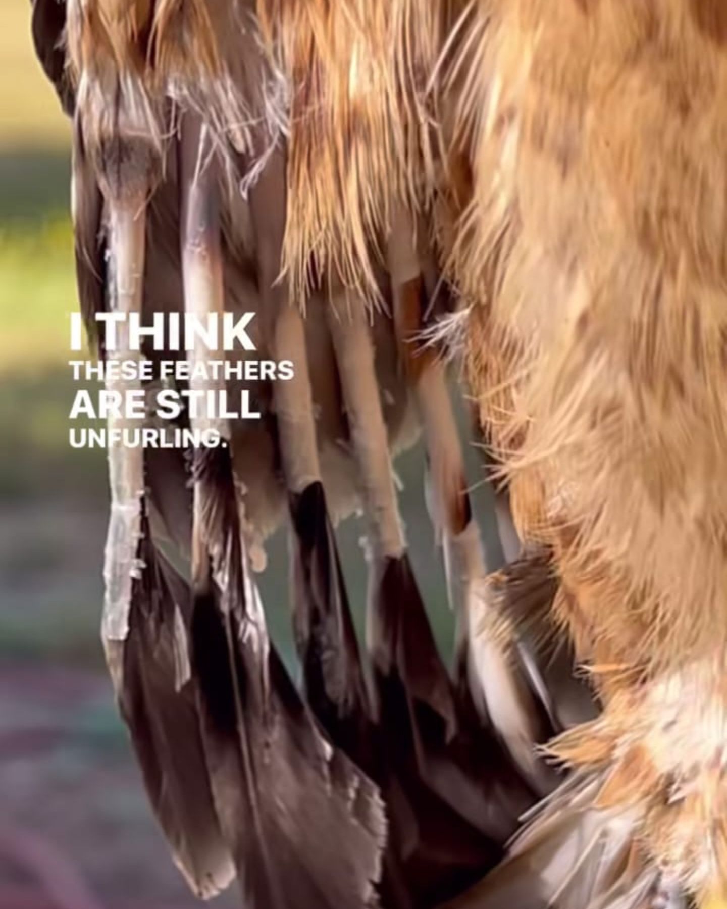 wound on the owl