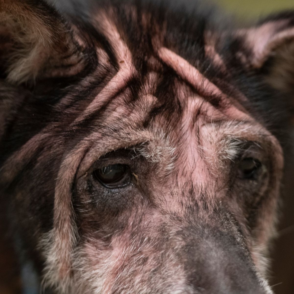 wrinkly senior dog
