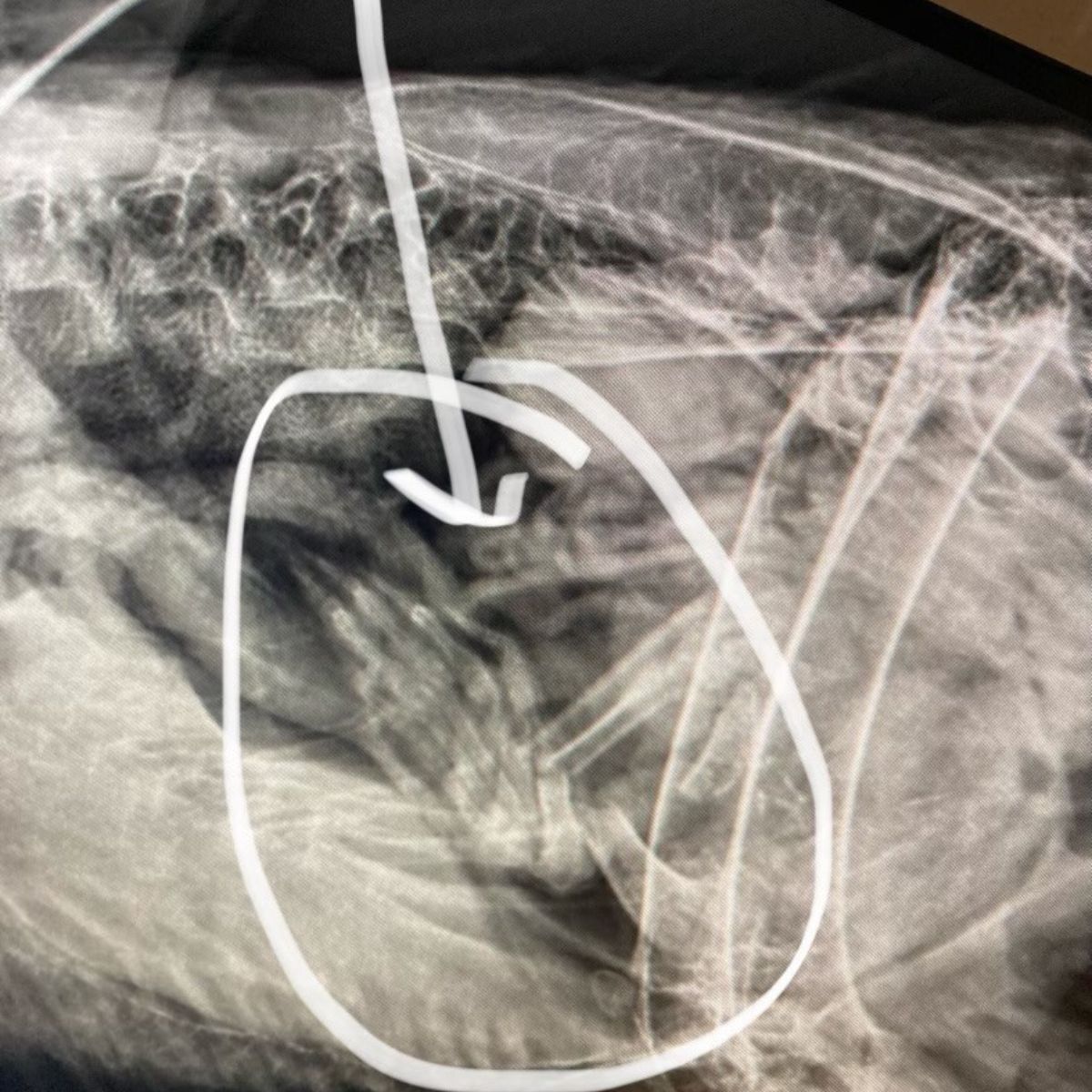 x-ray close-up