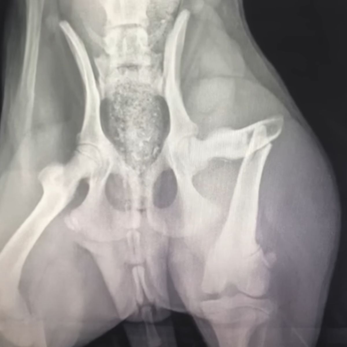 x ray of an injured dog