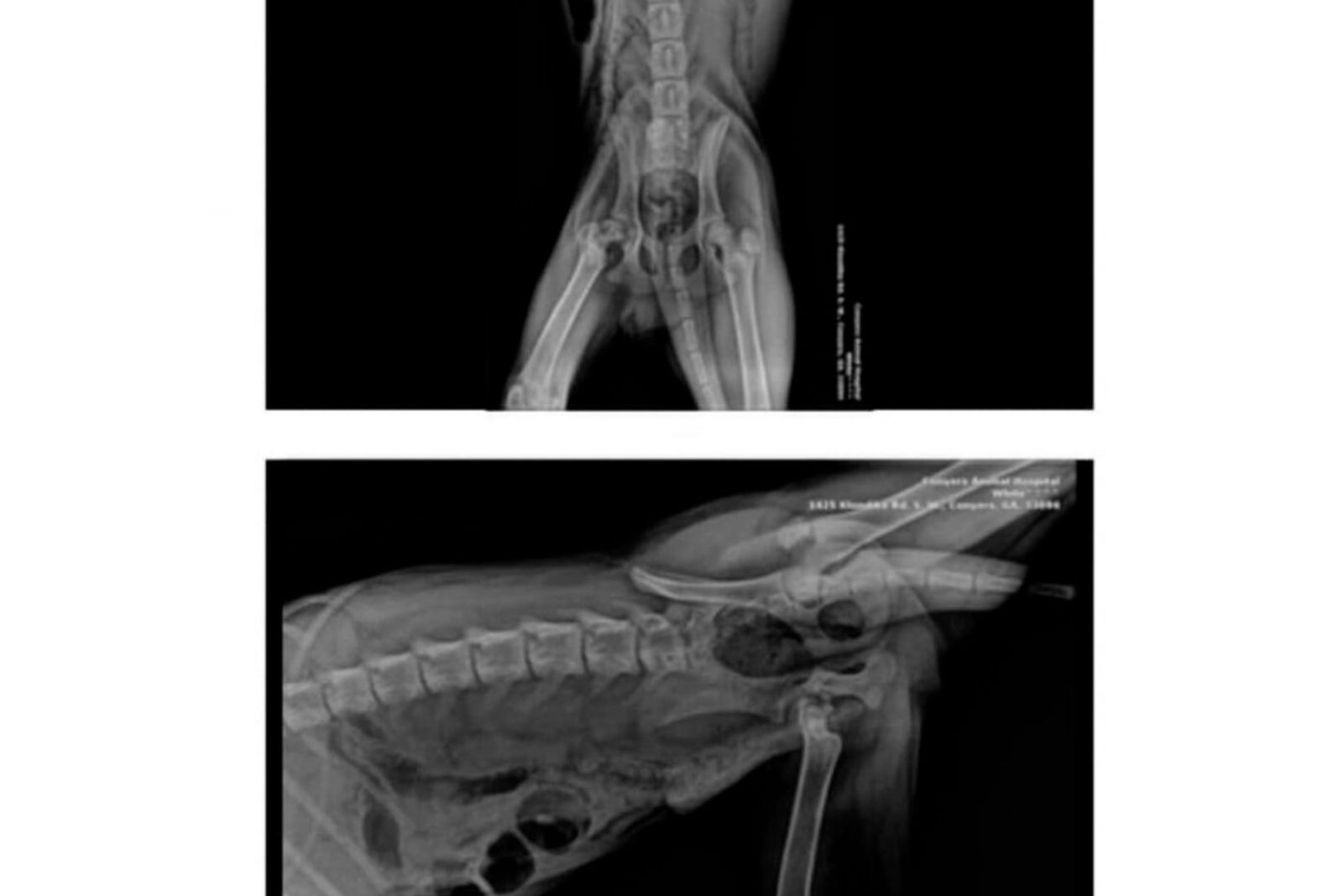 xray photo of the dog