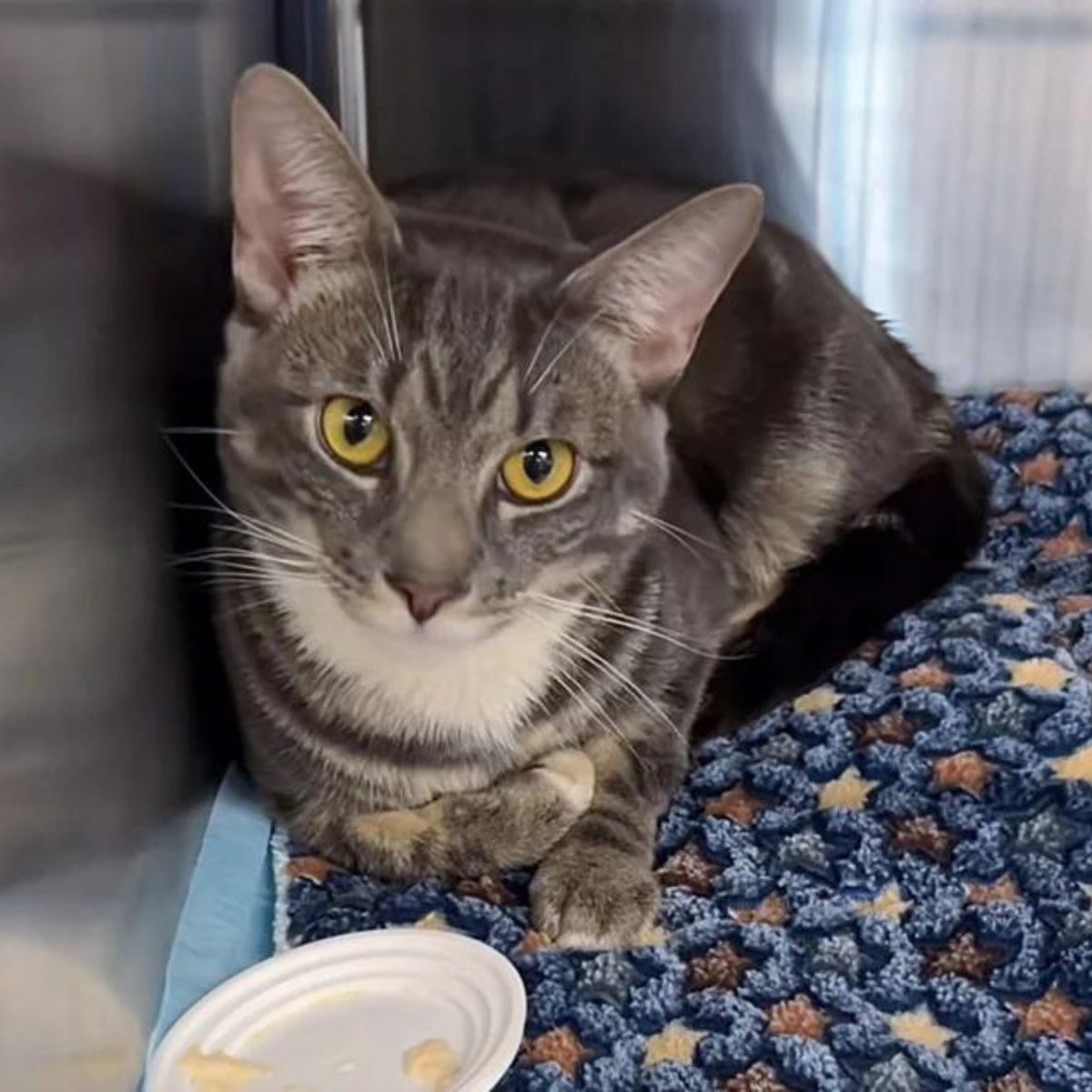 young male cat