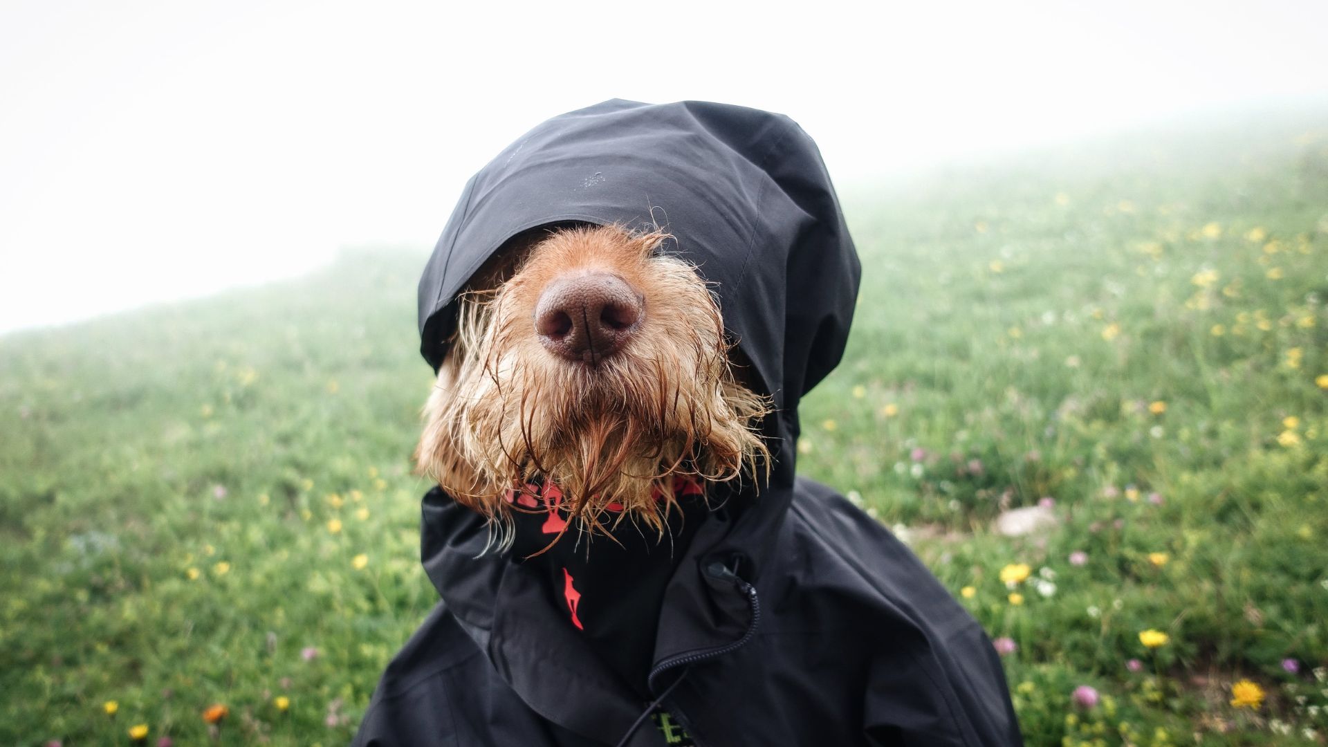 funniest dog videos in america