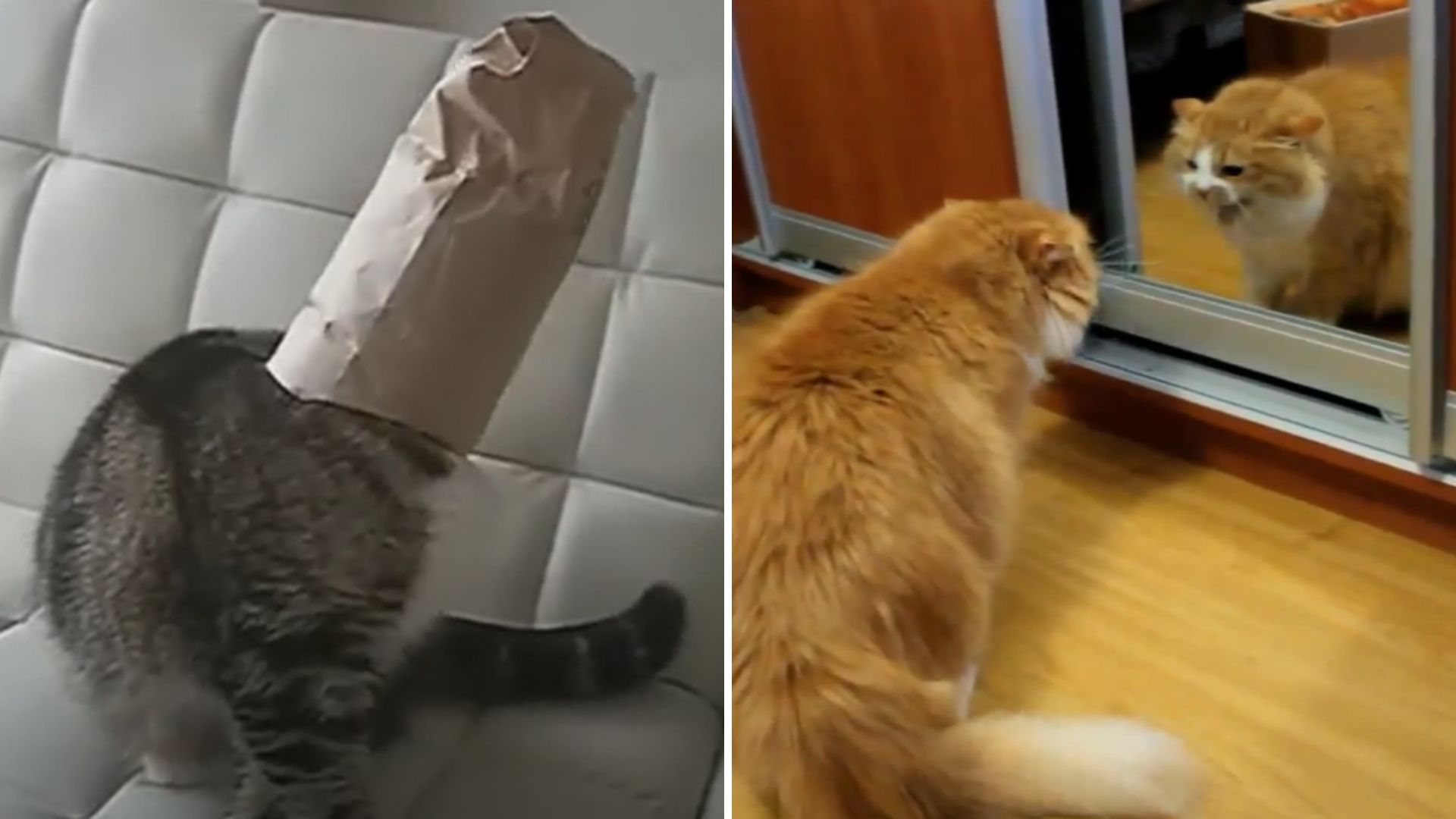 hilarious cats