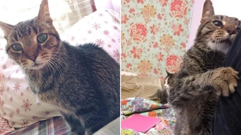 16-Year-Old Cat From Texas Gets Lucky After Losing The Only Family He’s Ever Known