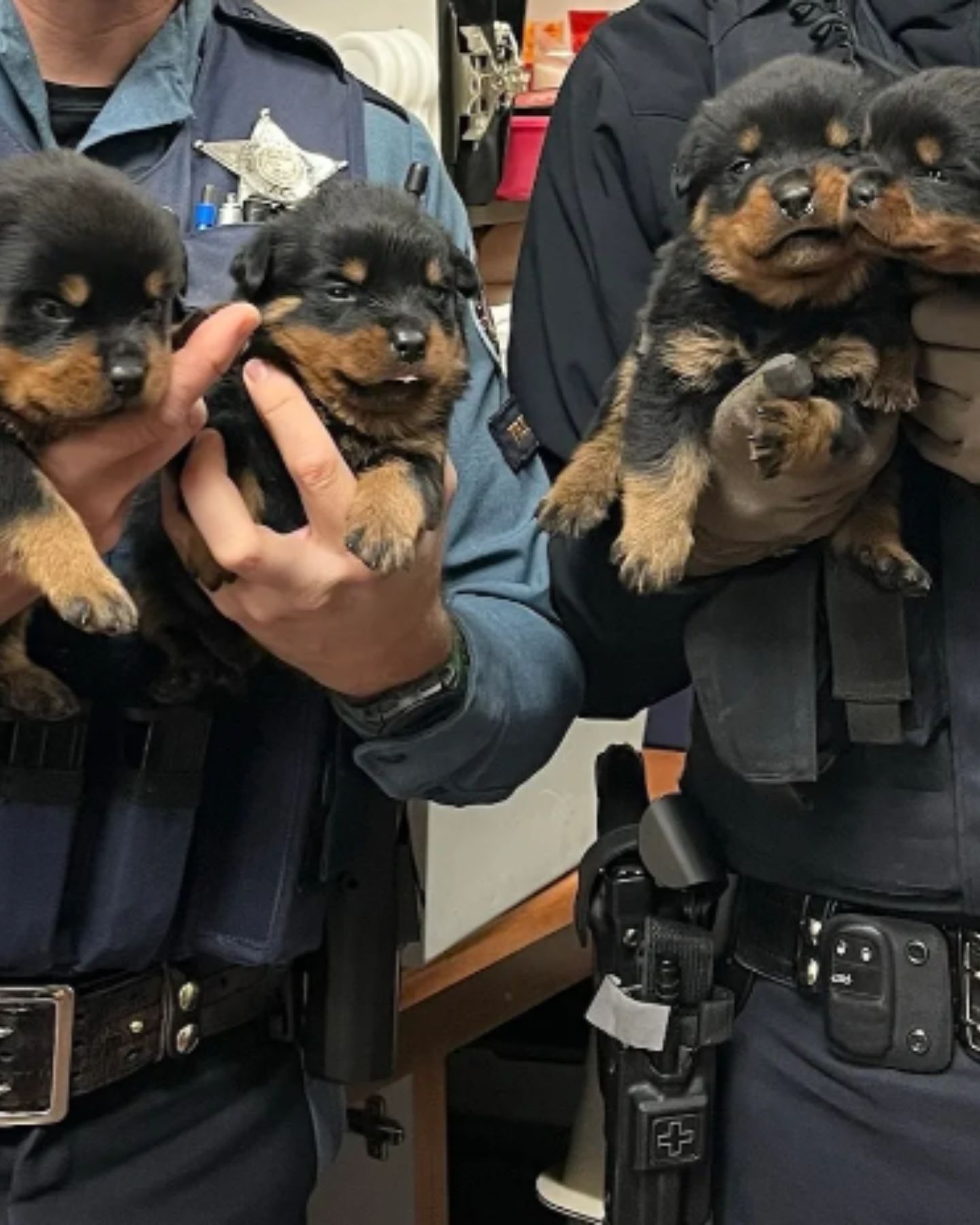 4 little dogs in the arms of the policemen