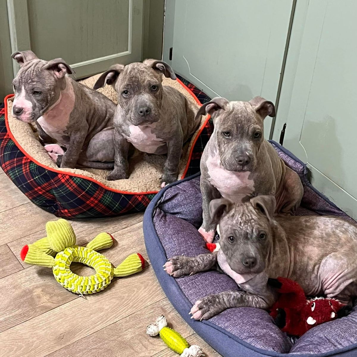 4 small dogs in the house saved