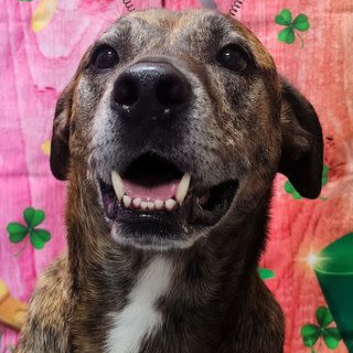 smiling dog