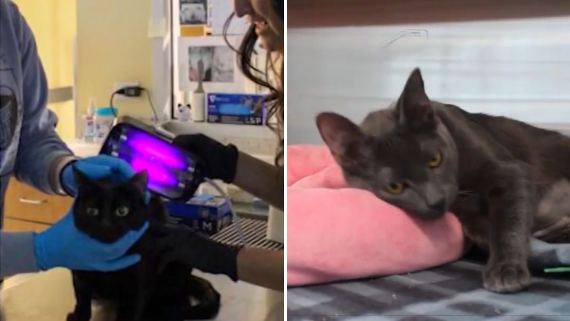 46 Cats Discovered In Disturbing Hoarding Conditions Inside California Apartment