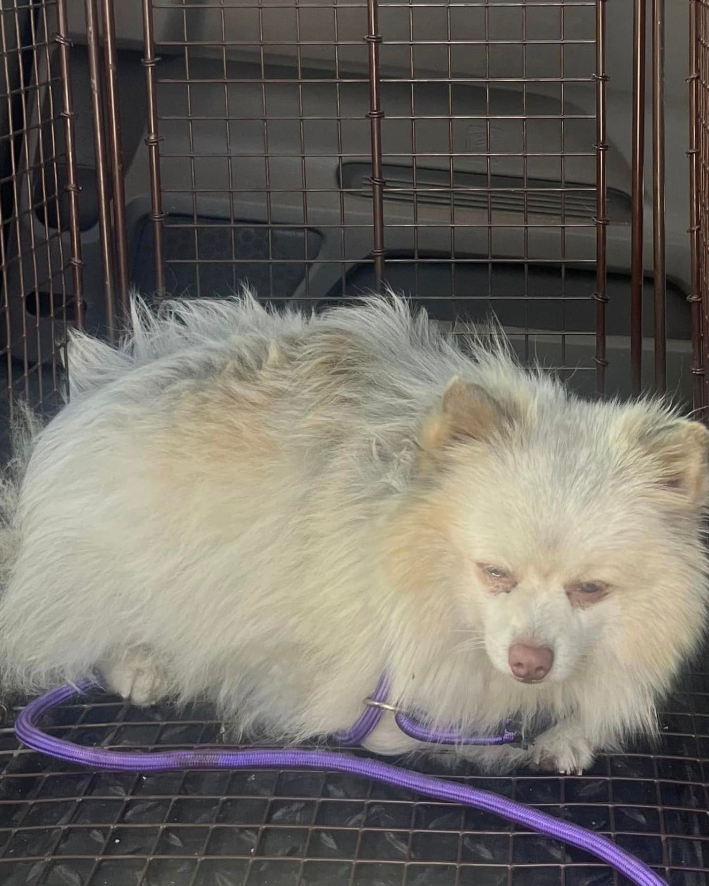 sad white dog in a cage