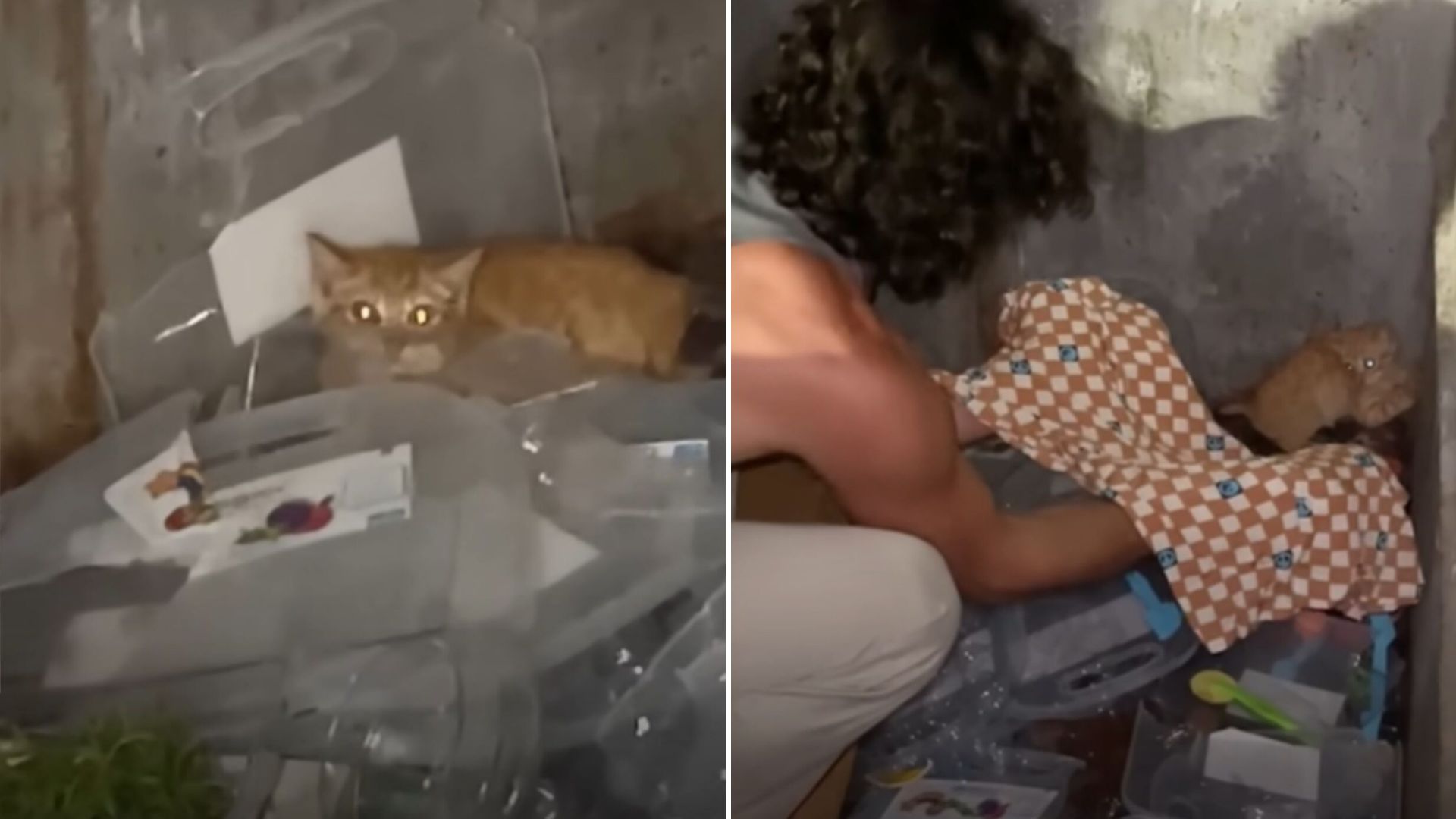friends find tiny kitten