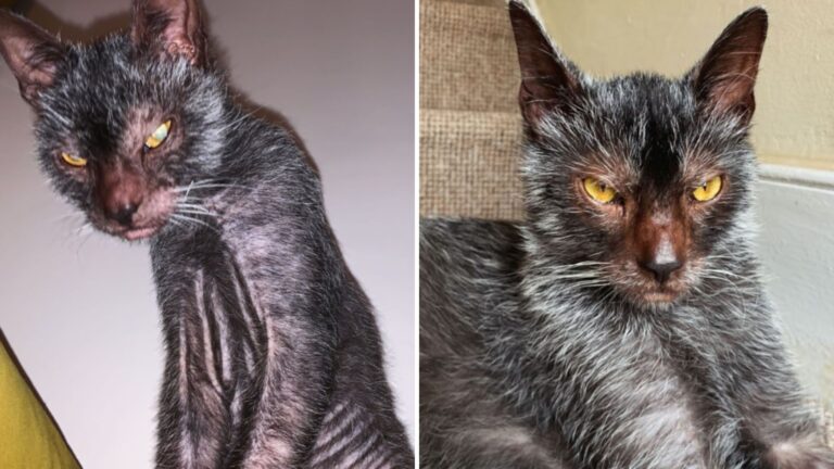 special cat