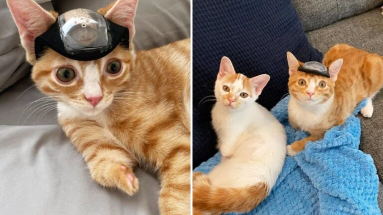 abandoned kitten wearing a helmet