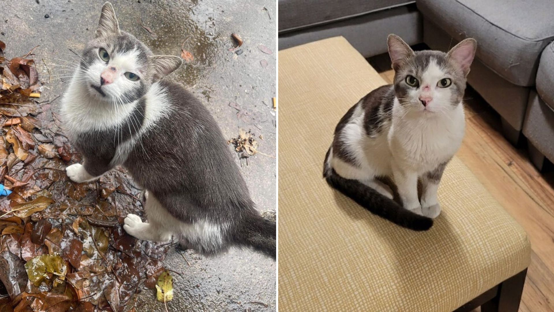 Abandoned Cat From New Jersey Comes Up With A Brilliant Plan To Secure Himself A Forever Home