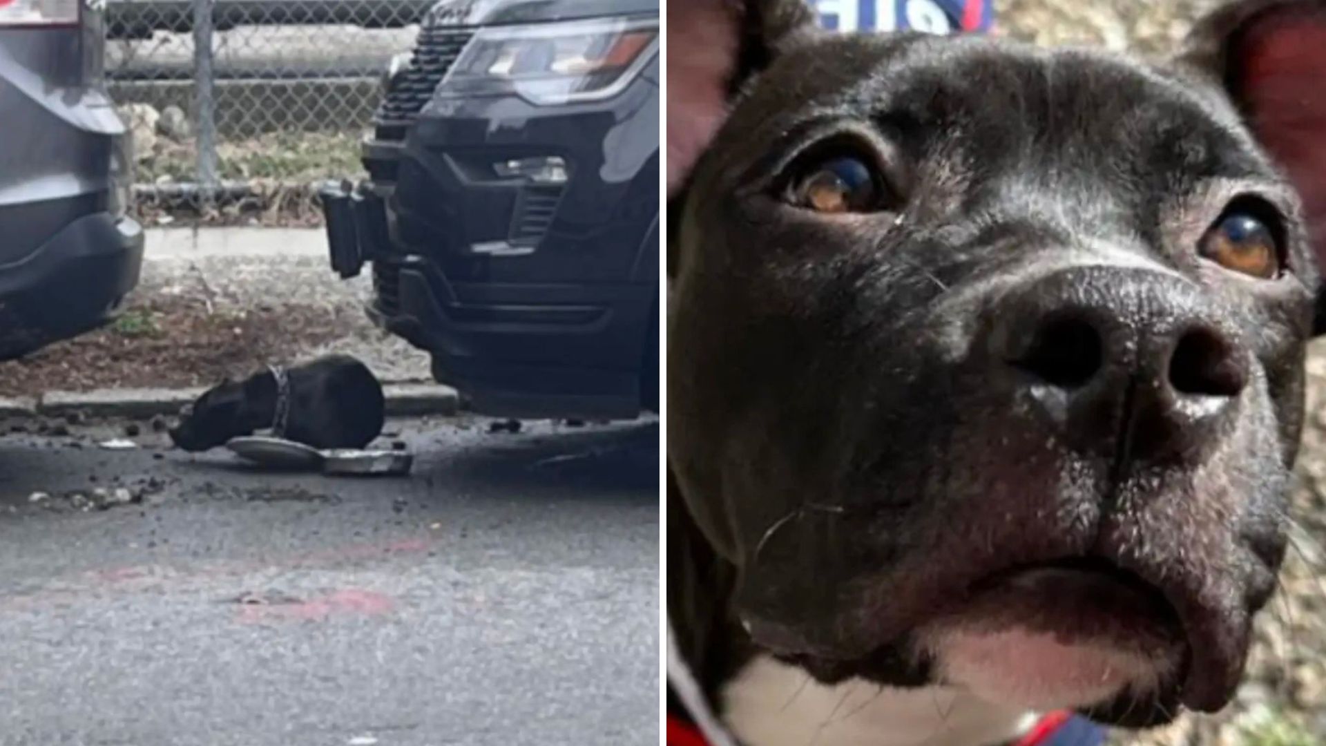 dog chained to pole