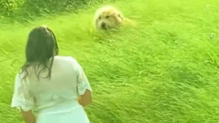 dog in tall grass