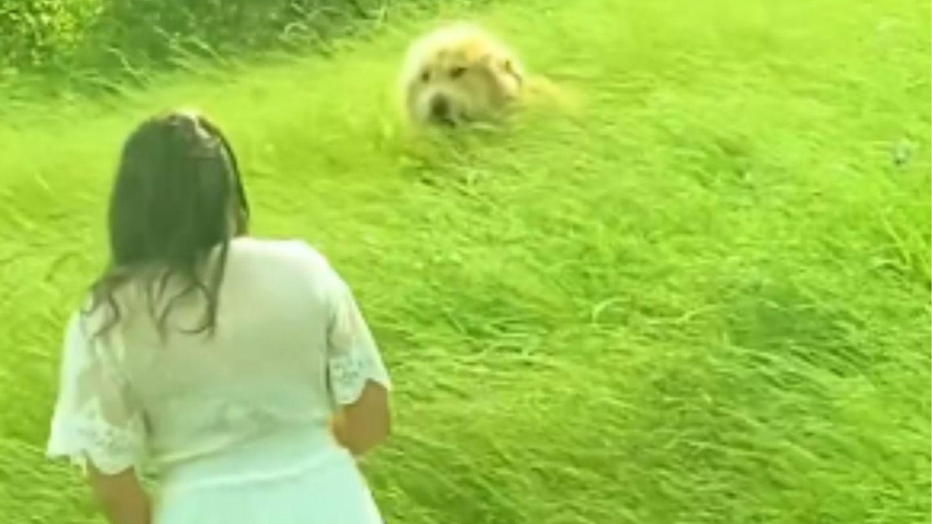 dog in tall grass
