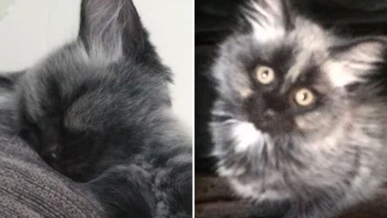 Abandoned kitten