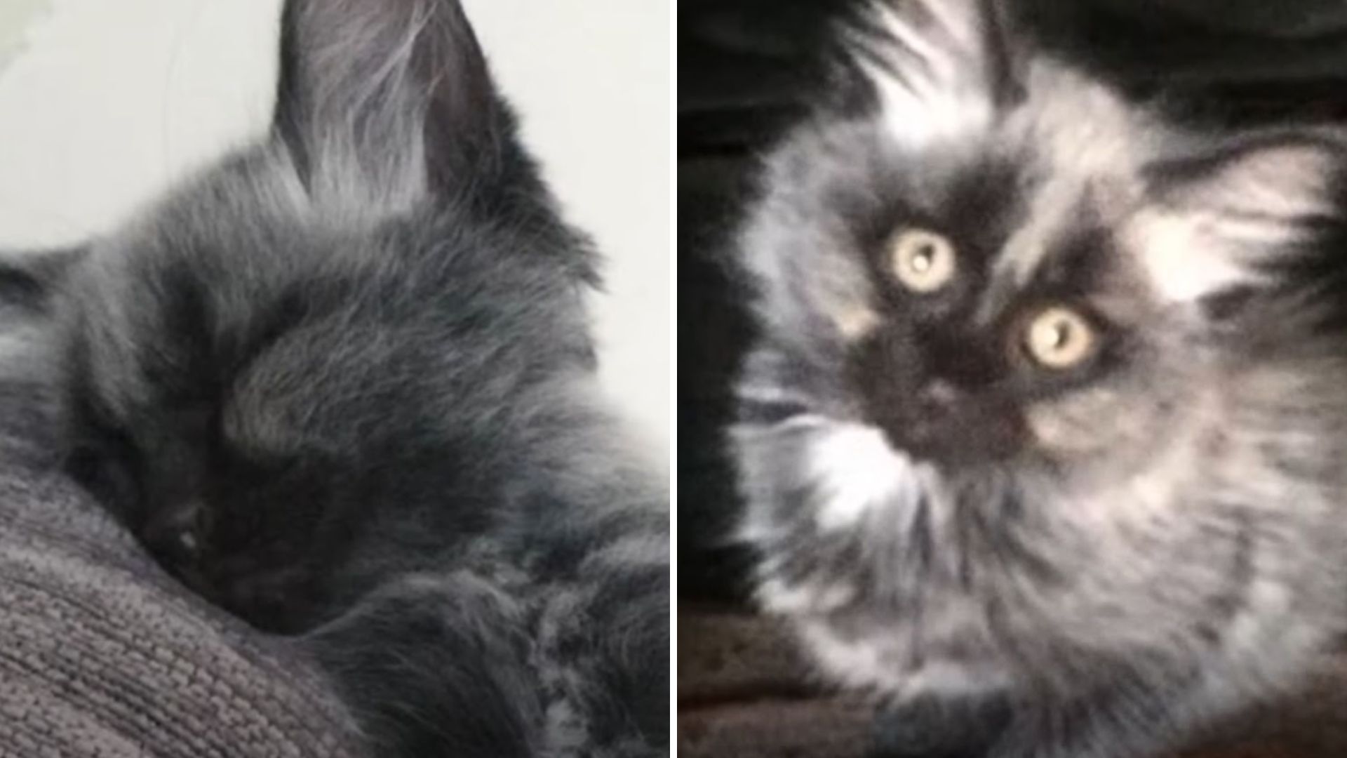 Abandoned kitten