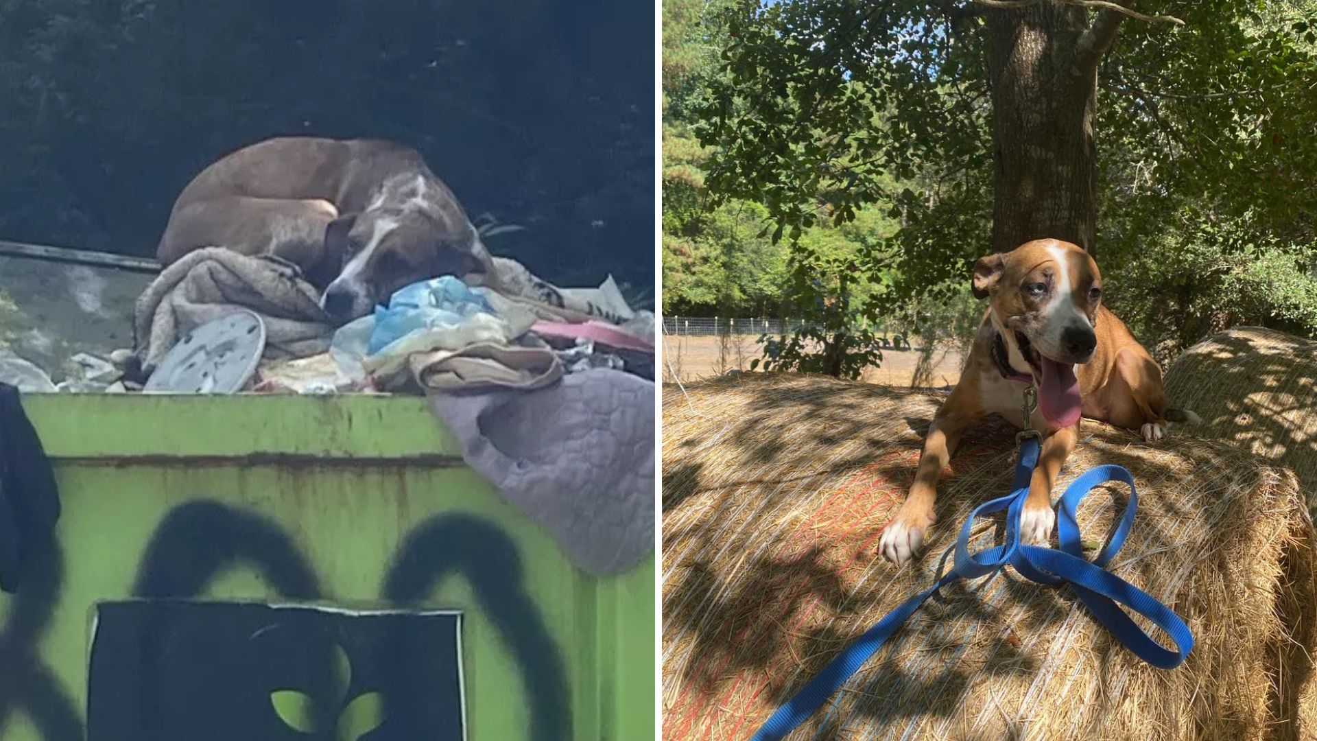 dog in dumpster
