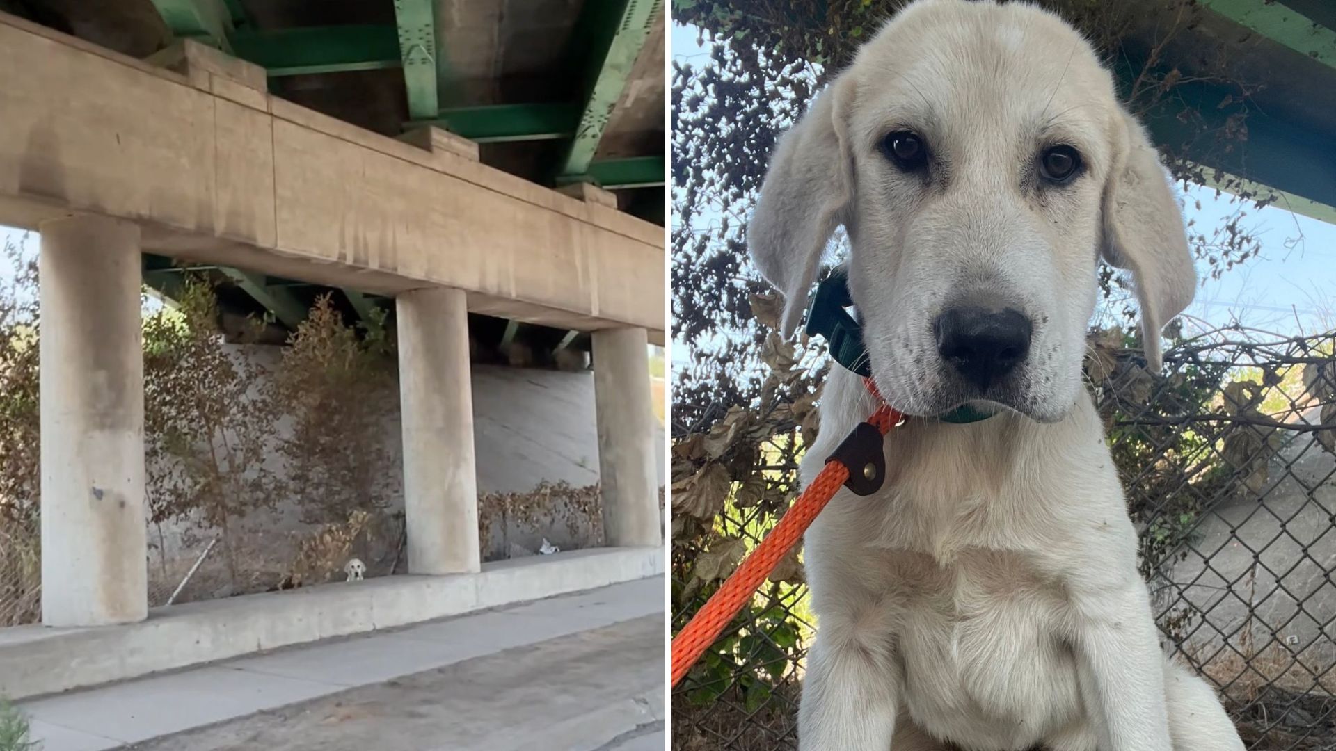 puppy hiding on busy highway