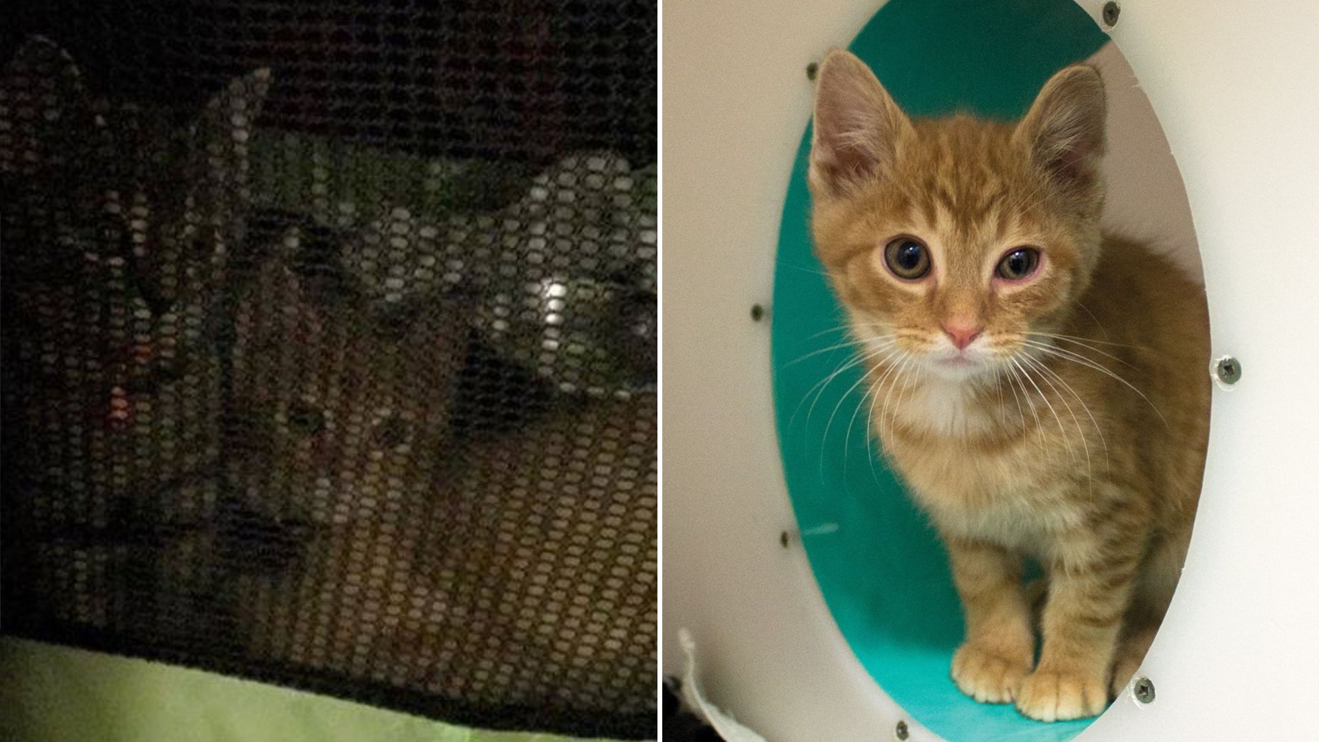 adopted sad kitten