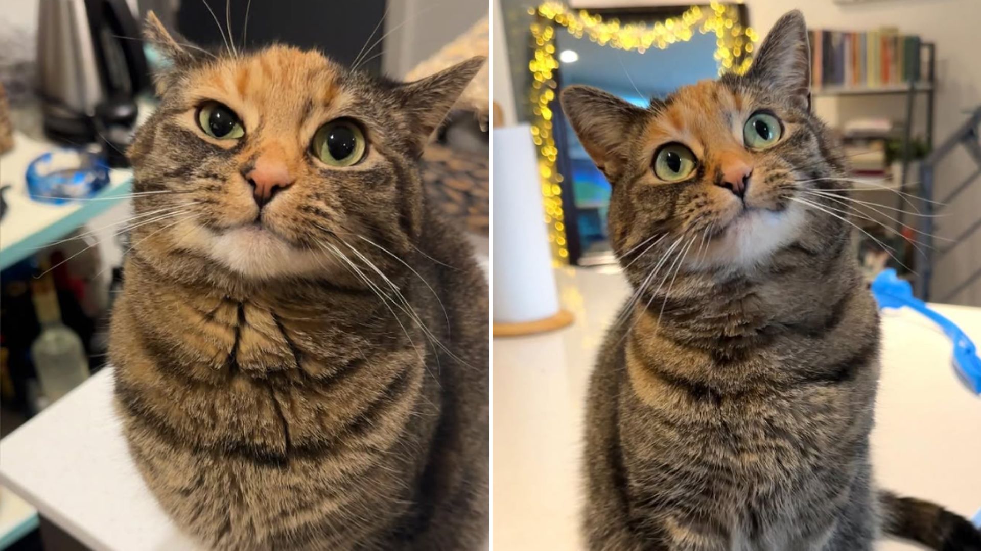 Adopted New Jersey Cat Stuns Her Human Mom By Saying The Sweetest Word