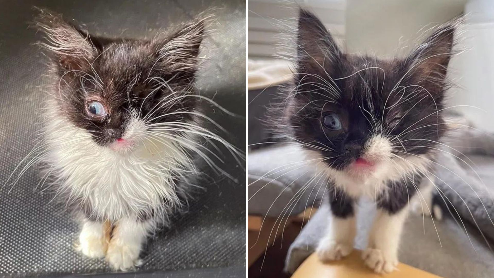 Adorable Winking Kitten Appears At Orlando Family’s Doorstep Needing Immediate Help