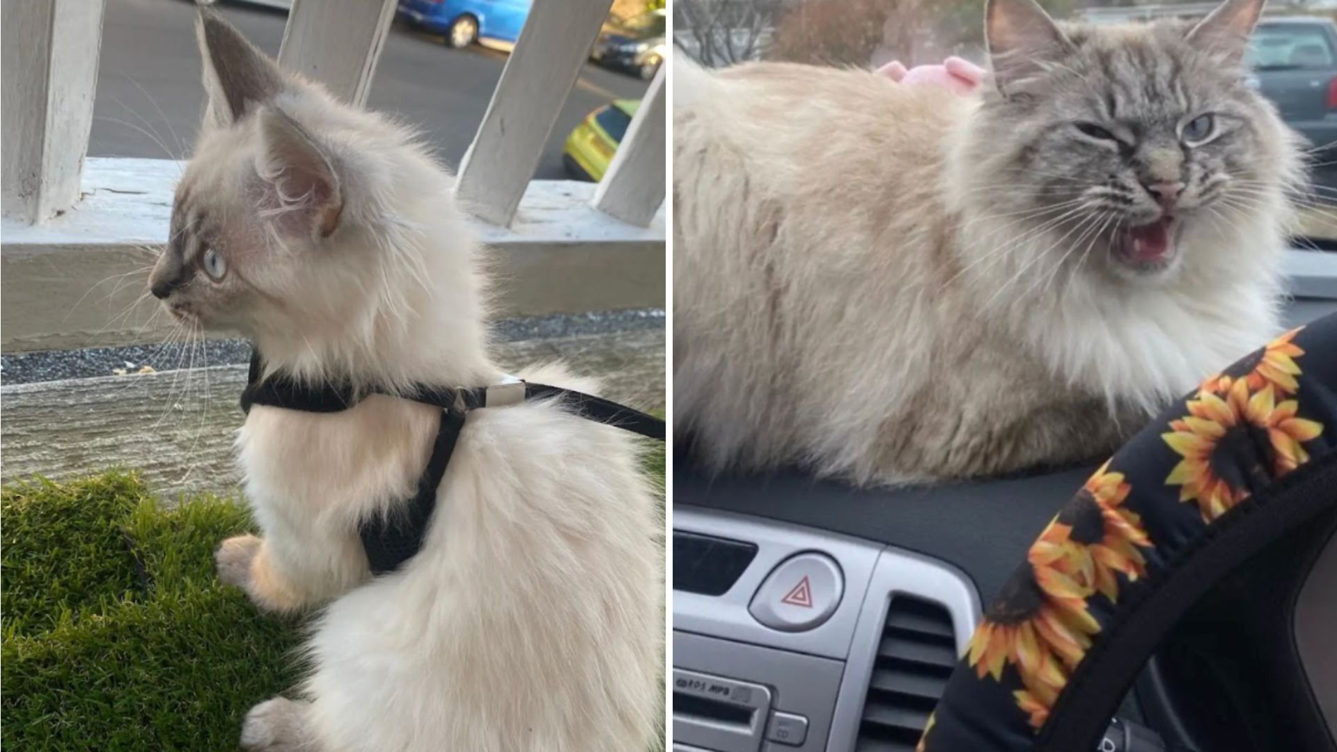 Adventurous Cat In Jersey Leaves Owner Wondering Where He’ll Turn Up Each Day
