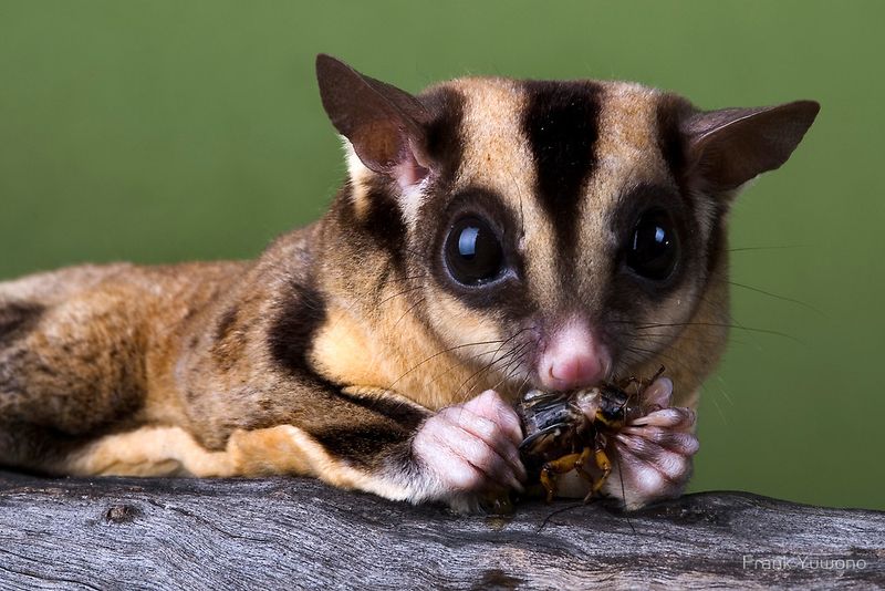Sugar Gliders