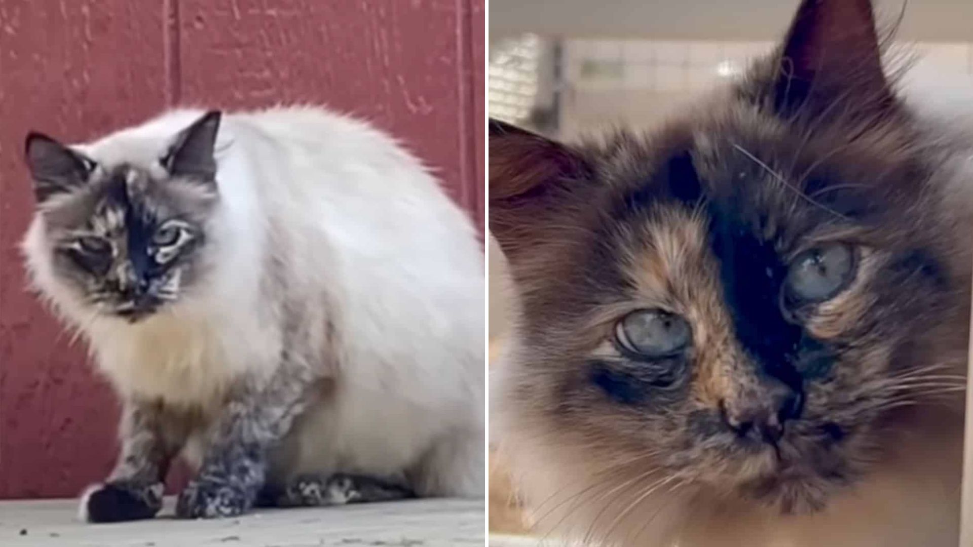 After 2 Years Of Winning Stray Cat’s Trust, California Woman Breaks Down For A Sweet Reason