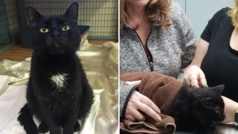 cat gets a chance at forever home