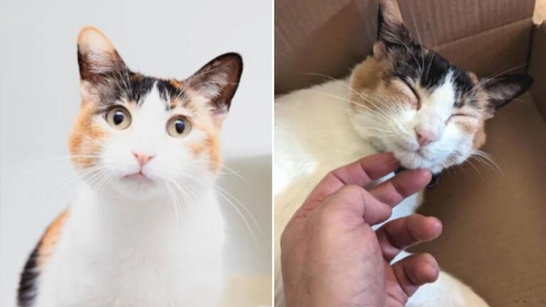 calico cat