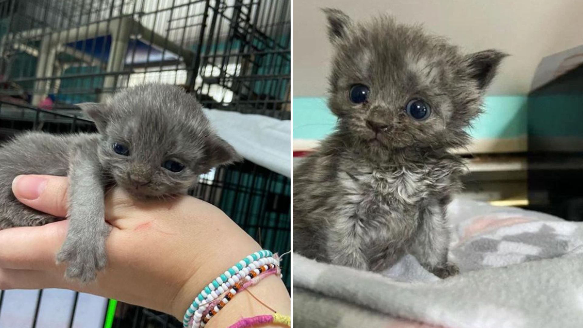 tiny kitten