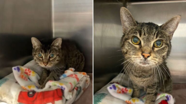 senior cat