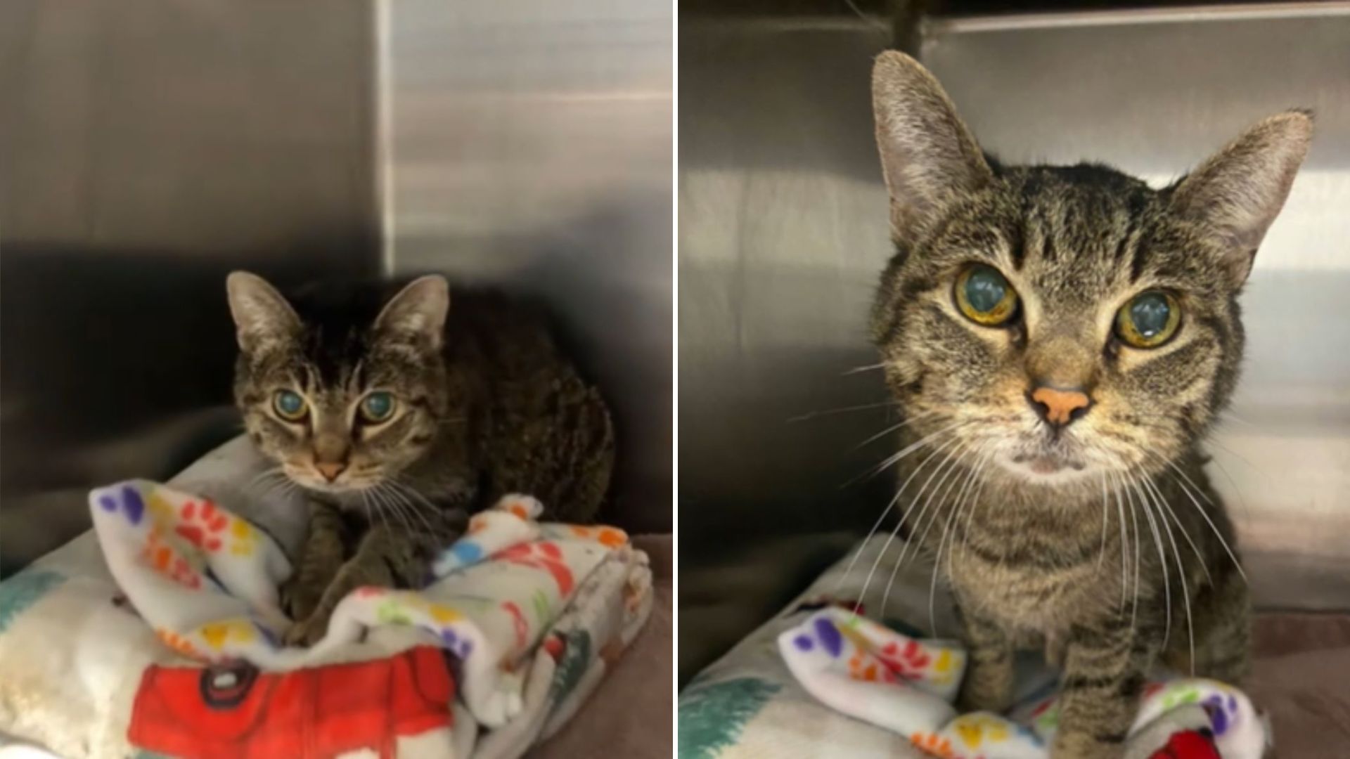 senior cat